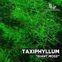 Taxiphyllum Giant Moss musgo de acuario