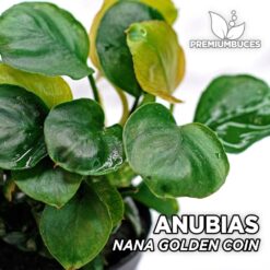 Anubias Nana Golden Coin planta de acuario