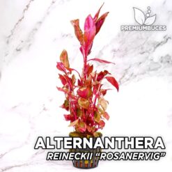 Alternanthera Reineckii “Rosanervig” Planta de acuario