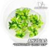 Anubias Pangolino Green Tea planta para Acuario